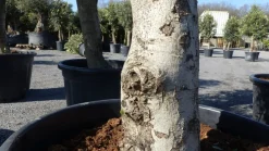 6x Olivenbaum Olive "20 Jahre" 180 - 220 cm, beste Qualität, Stammumfang 20 - 30 cm, winterhart, Olea Europaea ^ Grünwaren New