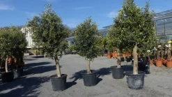 Grünwaren 3x Olivenbaum Olive "20 Jahre" 180 - 220 cm, beste Qualität, Stammumfang 20 - 30 cm, winterhart, Olea Europaea Discount