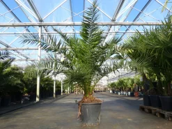 XXL 230 cm Phoenix canariensis, kanarische Dattelpalme Ø 200 cm, winterhart , Top-Qualität ^ Grünwaren Outlet