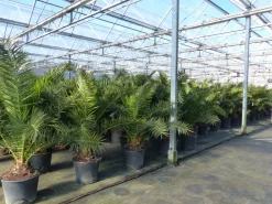 XXL 230 cm Phoenix canariensis, kanarische Dattelpalme Ø 200 cm, winterhart , Top-Qualität ^ Grünwaren Outlet