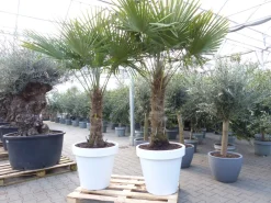 XXL Palme 230 cm | Stamm 80 cm | Trachycarpus fortunei winterhart inkl. Pflanzkübel weiß, Hanfpalme, Top-Qualität ^ Grünwaren New