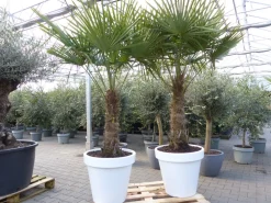 XXL Palme 230 cm | Stamm 80 cm | Trachycarpus fortunei winterhart inkl. Pflanzkübel weiß, Hanfpalme, Top-Qualität ^ Grünwaren New
