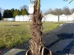 Grünwaren XXL Palme Stammhöhe 40-50 cm winterhart 160-180 cm Trachycarpus fortunei, Hanfpalme, Top-Qualität Discount