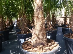 Grünwaren XXL Palme winterhart 180 - 190 cm Trachycarpus fortunei, Hanfpalme, Top-Qualität Clearance