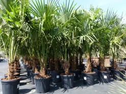 Grünwaren XXL Palme winterhart 180 - 190 cm Trachycarpus fortunei, Hanfpalme, Top-Qualität Clearance