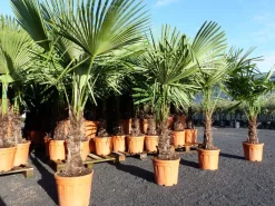 Grünwaren XXL Palme winterhart 140 - 160 cm Trachycarpus fortunei, Hanfpalme, Top-Qualität Sale