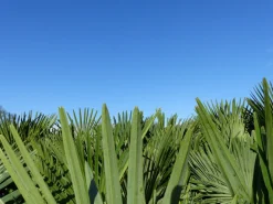 Grünwaren XXL Palme winterhart 140 - 160 cm Trachycarpus fortunei, Hanfpalme, Top-Qualität Sale