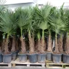 Grünwaren XXL+ Palme winterhart 170 - 190 cm Trachycarpus fortunei, Hanfpalme, Top-Qualität Discount