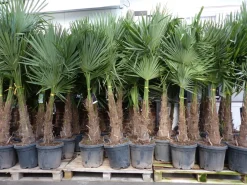 Grünwaren XXL+ Palme winterhart 170 - 190 cm Trachycarpus fortunei, Hanfpalme, Top-Qualität Discount