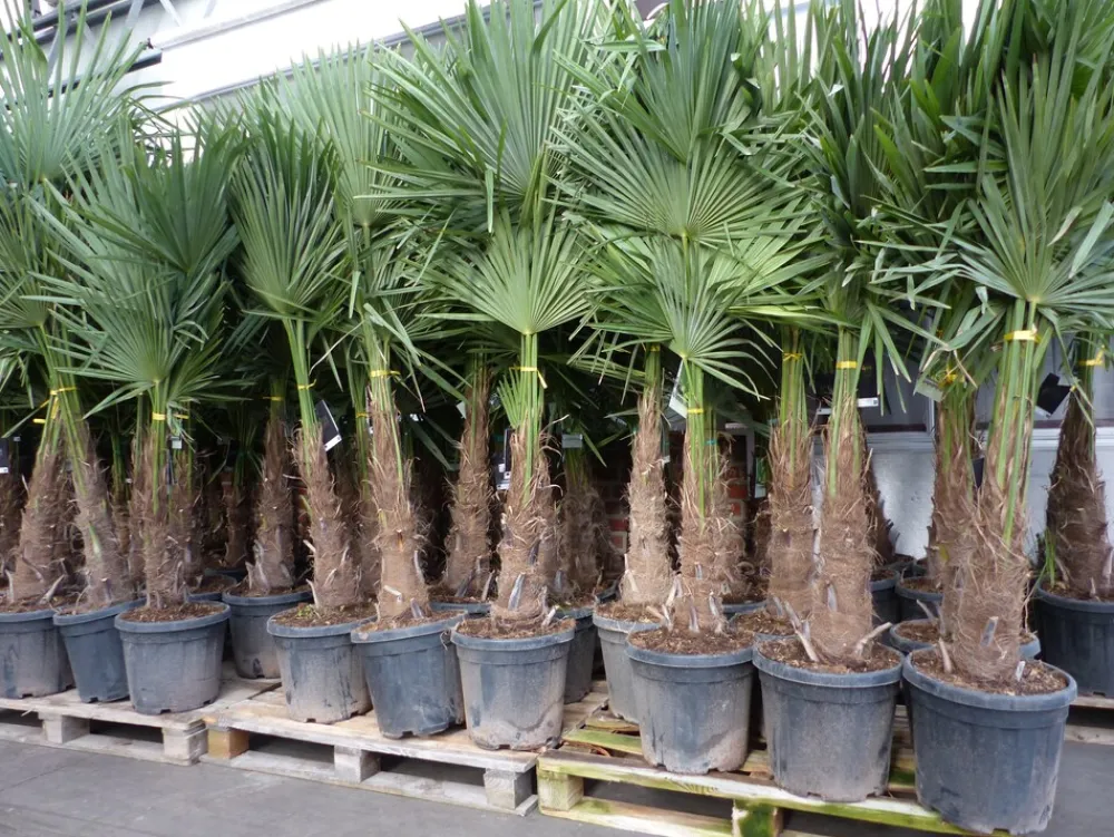 Grünwaren XXL+ Palme winterhart 170 - 190 cm Trachycarpus fortunei, Hanfpalme, Top-Qualität Discount