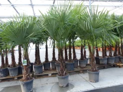 Grünwaren XXL+ Palme winterhart 170 - 190 cm Trachycarpus fortunei, Hanfpalme, Top-Qualität Discount
