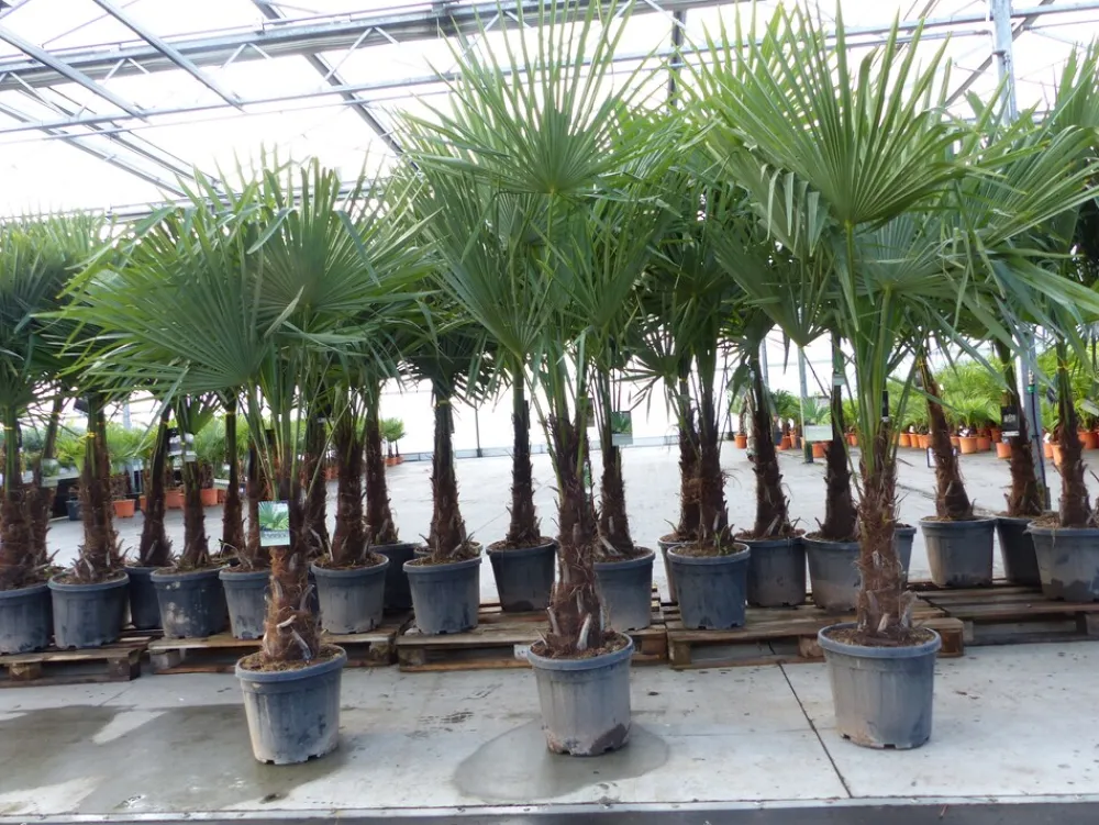 Grünwaren XXL+ Palme winterhart 170 - 190 cm Trachycarpus fortunei, Hanfpalme, Top-Qualität Discount