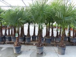 Grünwaren XXL+ Palme winterhart 170 - 190 cm Trachycarpus fortunei, Hanfpalme, Top-Qualität Discount