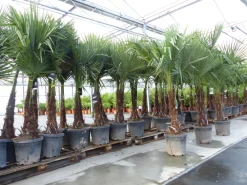 Grünwaren XXL+ Palme winterhart 170 - 190 cm Trachycarpus fortunei, Hanfpalme, Top-Qualität Discount