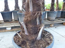 Grünwaren XXL+ Palme winterhart 170 - 190 cm Trachycarpus fortunei, Hanfpalme, Top-Qualität Discount