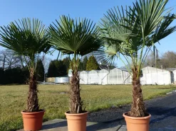 XXL Palme winterhart 180 cm Trachycarpus fortunei, Hanfpalme, Top-Qualität ^ Grünwaren Online