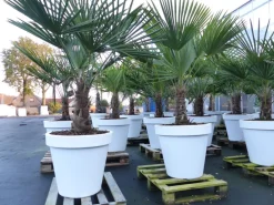 XXL Palme winterhart inkl. Pflanzkübel weiß, 180 - 220 cm Trachycarpus fortunei, Hanfpalme, Top-Qualität ^ Grünwaren Online