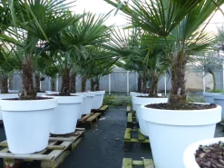 XXL Palme winterhart inkl. Pflanzkübel weiß, 180 - 220 cm Trachycarpus fortunei, Hanfpalme, Top-Qualität ^ Grünwaren Online