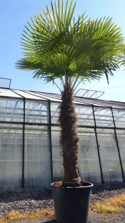 Grünwaren XXXXL 240 - 270 cm Trachycarpus fortunei 130-150 cm Stamm Hanfpalme, winterharte Palme bis -18°C Hot