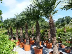Grünwaren XXXXL 240 - 270 cm Trachycarpus fortunei 130-150 cm Stamm Hanfpalme, winterharte Palme bis -18°C Hot