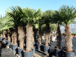 Grünwaren XXXXL 240 cm Trachycarpus fortunei 120 cm Stamm Hanfpalme, winterharte Palme bis -18°C Best
