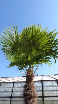 Grünwaren XXXXL 240 cm Trachycarpus fortunei 120 cm Stamm Hanfpalme, winterharte Palme bis -18°C Best