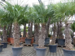 Grünwaren XXXXL 210 - 230 cm Trachycarpus fortunei Hanfpalme, winterharte Palme bis -18°C Hot
