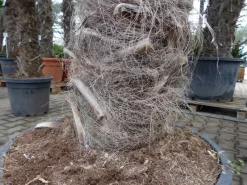 Grünwaren XXXXL 210 - 230 cm Trachycarpus fortunei Hanfpalme, winterharte Palme bis -18°C Hot