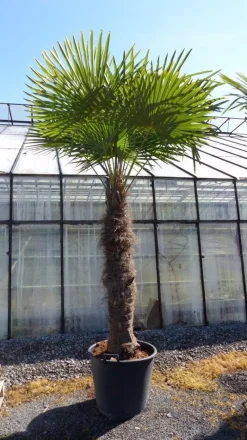 Grünwaren XXXXL 240 cm Trachycarpus fortunei 120 cm Stamm Hanfpalme, winterharte Palme bis -18°C New