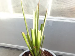 Grünwaren Yucca Faxoniana, 130 cm, Stamm 23 cm, Faxon Yucca, Palmilla, winterhart -20C Sale