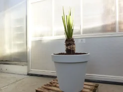 Grünwaren Yucca Faxoniana, 130 cm, Stamm 23 cm, Faxon Yucca, Palmilla, winterhart -20C Sale