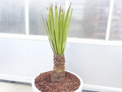 Grünwaren Yucca Faxoniana, 140 cm, Stamm 30 cm, Faxon Yucca, Palmilla, winterhart -20C Sale