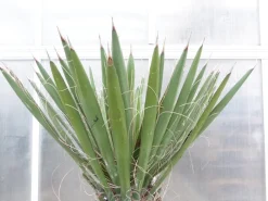 Yucca Filifera, 158 cm Stamm 78 cm Tambasi Yucca, winterhart -13 Grad ^ Grünwaren Discount