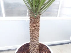 Yucca Filifera, 150 cm Stamm 58 cm Tambasi Yucca, winterhart -13 Grad ^ Grünwaren Clearance
