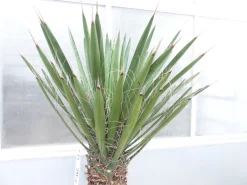 Yucca Filifera, 150 cm Stamm 58 cm Tambasi Yucca, winterhart -13 Grad ^ Grünwaren Clearance