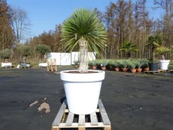Grünwaren Yucca Rostrata 180 cm | Stamm 60 cm | im Pflanzkübel Ø80 cm Weiß winterhart Clearance