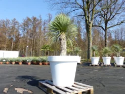 Grünwaren Yucca Rostrata 180 cm | Stamm 60 cm | im Pflanzkübel Ø80 cm Weiß winterhart Clearance