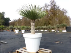 Yucca Rostrata 170 cm | Stamm 65 cm | im Pflanzkübel Ø80 cm Weiß winterhart ^ Grünwaren Sale