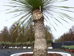 Yucca Rostrata 190 cm | Stamm 80 cm | im Pflanzkübel Ø80 cm Weiß winterhart ^ Grünwaren Outlet