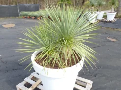 Grünwaren Yucca Rostrata 140 cm | Stamm 25 cm | im Pflanzkübel Ø80 cm Weiß winterhart Hot