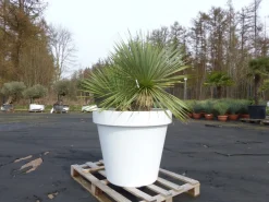 Grünwaren Yucca Rostrata 140 cm | Stamm 25 cm | im Pflanzkübel Ø80 cm Weiß winterhart Hot