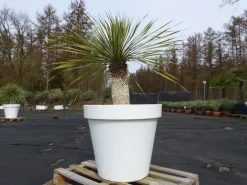 Grünwaren Yucca Rostrata 150 cm | Stamm 50 cm | im Pflanzkübel Ø80 cm Weiß winterhart Clearance