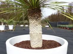 Grünwaren Yucca Rostrata 150 cm | Stamm 50 cm | im Pflanzkübel Ø80 cm Weiß winterhart Clearance