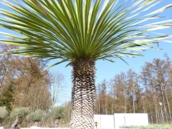 Yucca Rostrata 170 cm | Stamm 55 cm | im Pflanzkübel Ø80 cm Weiß winterhart ^ Grünwaren Clearance