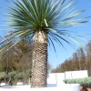 Grünwaren Yucca Rostrata 180 cm | Stamm 70 cm | im Pflanzkübel Ø80 cm Weiß winterhart