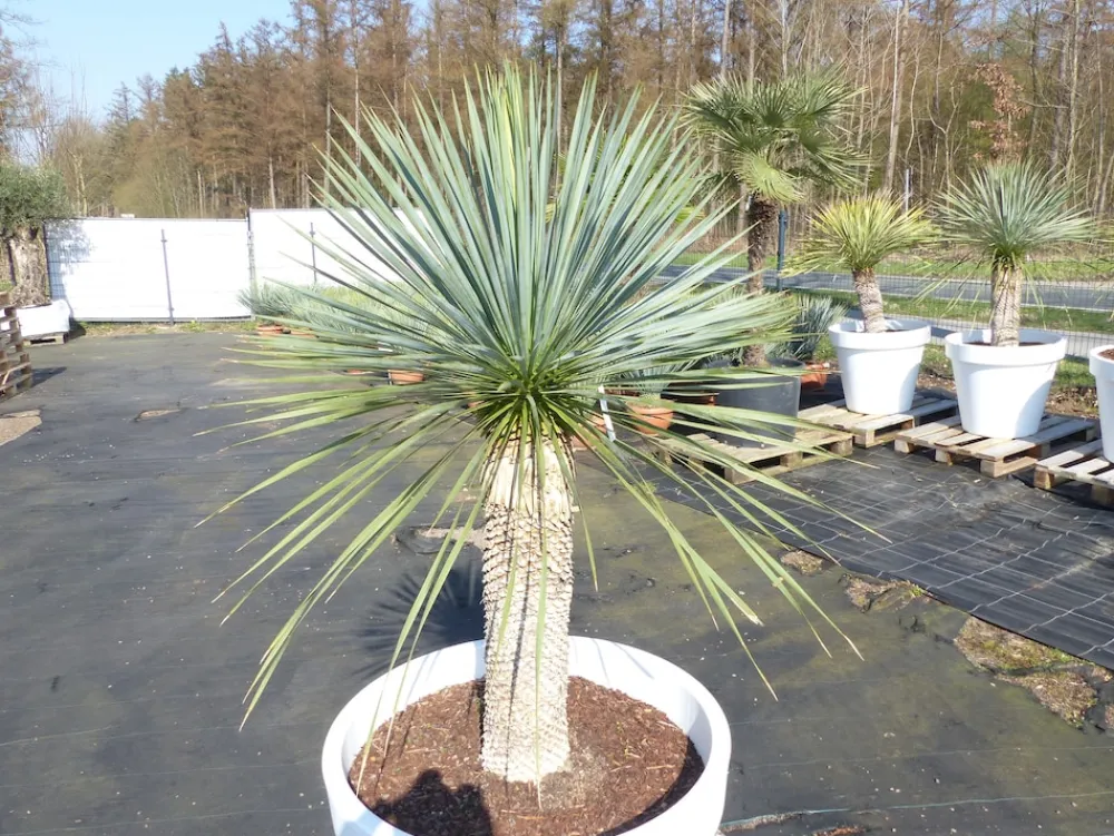 Grünwaren Yucca Rostrata 180 cm | Stamm 70 cm | im Pflanzkübel Ø80 cm Weiß winterhart