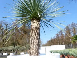 Grünwaren Yucca Rostrata 180 cm | Stamm 70 cm | im Pflanzkübel Ø80 cm Weiß winterhart