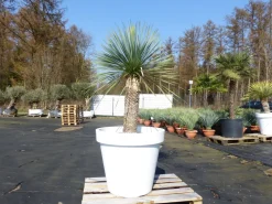 Grünwaren Yucca Rostrata 180 cm | Stamm 70 cm | im Pflanzkübel Ø80 cm Weiß winterhart