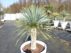 Grünwaren Yucca Rostrata 180 cm | Stamm 70 cm | im Pflanzkübel Ø80 cm Weiß winterhart