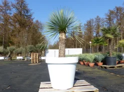 Grünwaren Yucca Rostrata 180 cm | Stamm 70 cm | im Pflanzkübel Ø80 cm Weiß winterhart